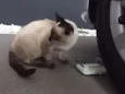Elvis