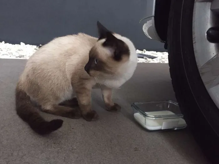 Gato ra a  idade  nome Elvis