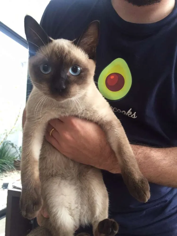 Gato ra a  idade  nome Elvis
