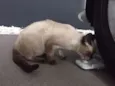 Elvis