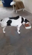 Miney, Neguinha e p
