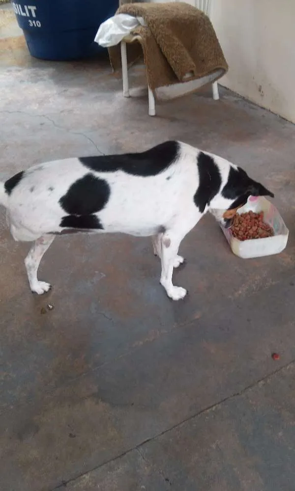 Cachorro ra a SRD idade 2 anos nome Miney, Neguinha e p