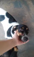Miney, Neguinha e p