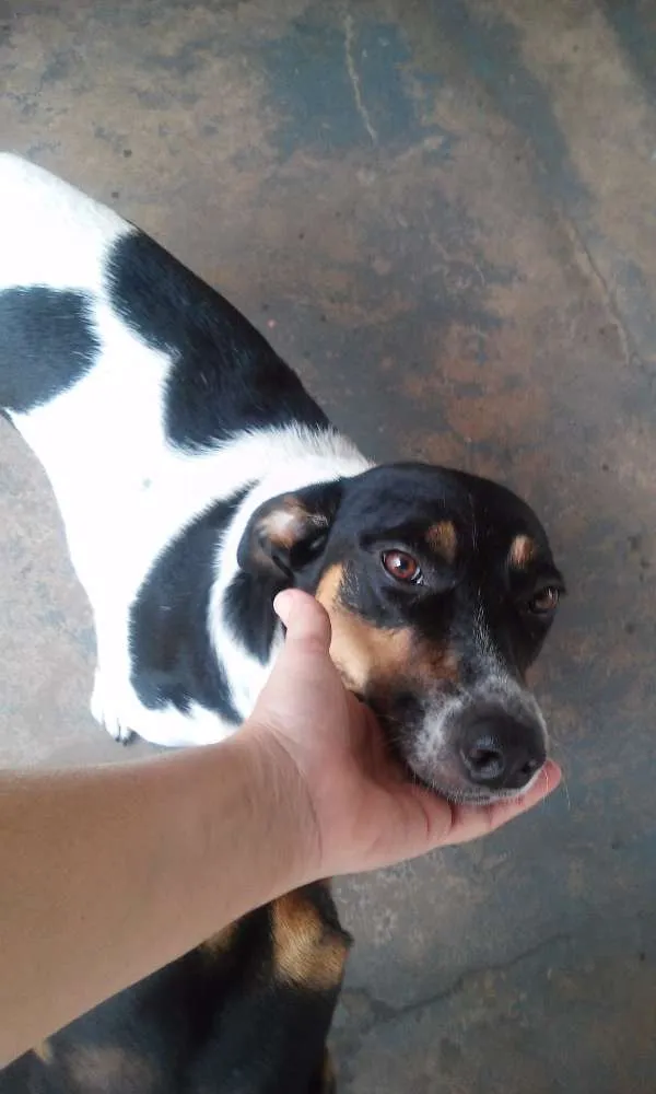 Cachorro ra a SRD idade 2 anos nome Miney, Neguinha e p