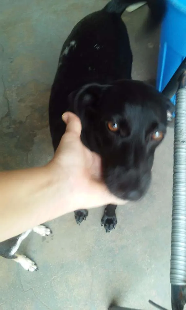 Cachorro ra a SRD idade 2 anos nome Miney, Neguinha e p