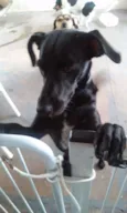 Miney, Neguinha e p
