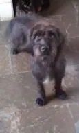 Miney, Neguinha e p