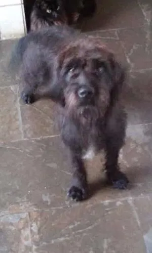 Cachorro ra a SRD idade 2 anos nome Miney, Neguinha e p
