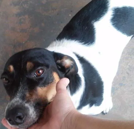 Cachorro ra a SRD idade 2 anos nome Miney, Neguinha e p
