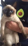 Elvis