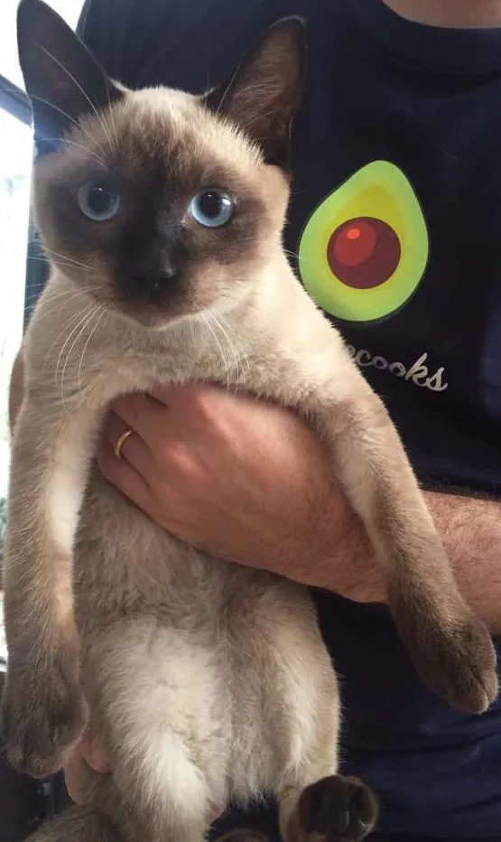 Gato ra a  idade  nome Elvis
