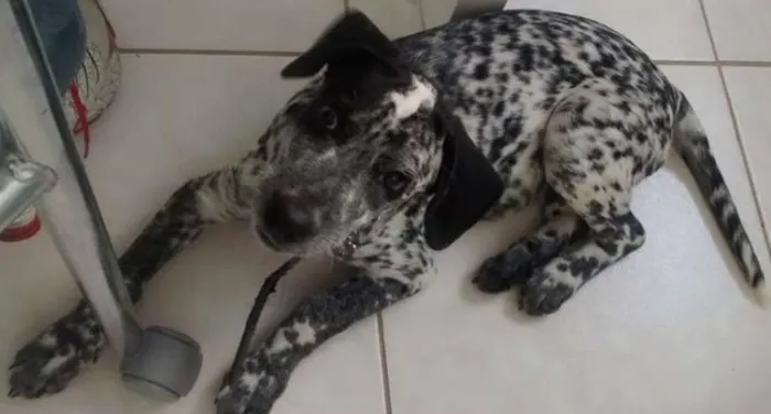 Cachorro ra a dalmata idade 7 a 11 meses nome Barney