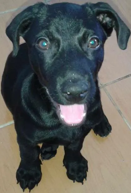 Cachorro ra a Labrador mestiça  idade 1 ano nome Black 