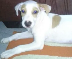 Cachorro raça misturado com labrador idade 2 a 6 meses nome max