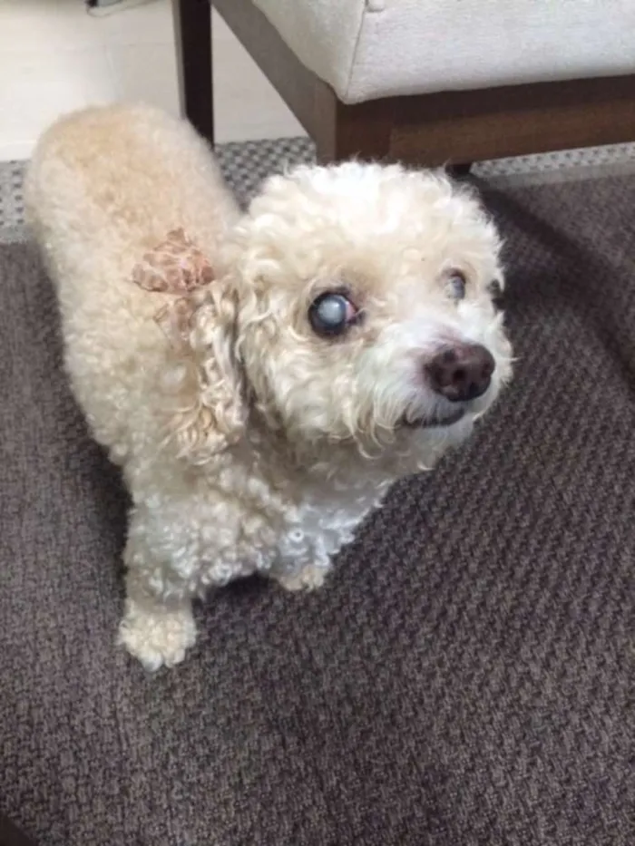 Cachorro ra a Poodle idade 6 ou mais anos nome Nica