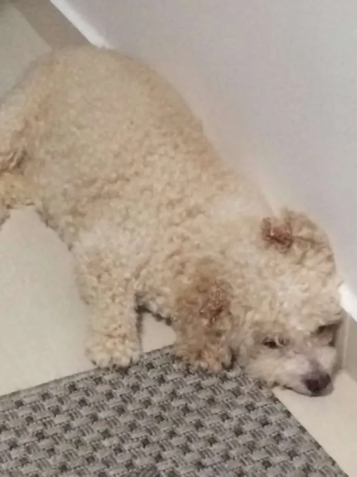 Cachorro ra a Poodle idade 6 ou mais anos nome Nica