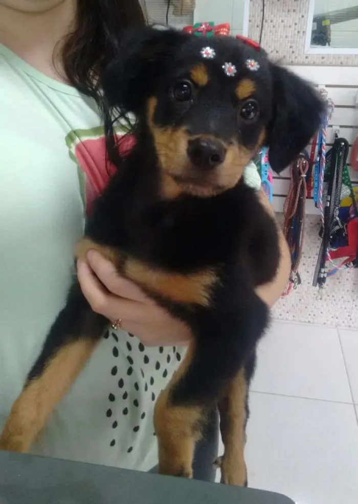 Cachorro ra a Viralata idade 2 a 6 meses nome Lili