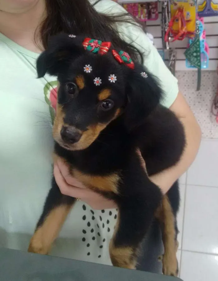 Cachorro ra a Viralata idade 2 a 6 meses nome Lili