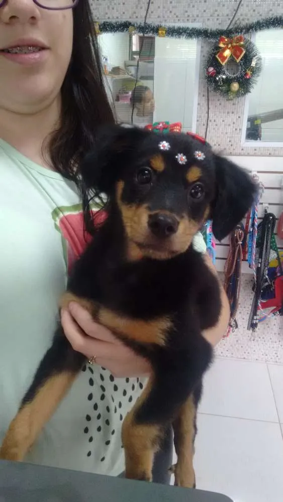 Cachorro ra a Viralata idade 2 a 6 meses nome Lili