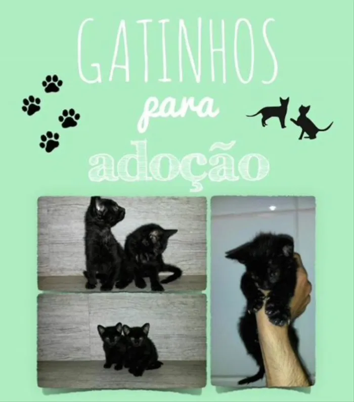 Gato raça  idade 2 a 6 meses nome À definir 