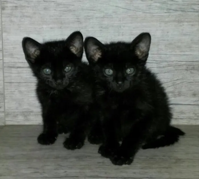 Gato raça  idade 2 a 6 meses nome À definir 