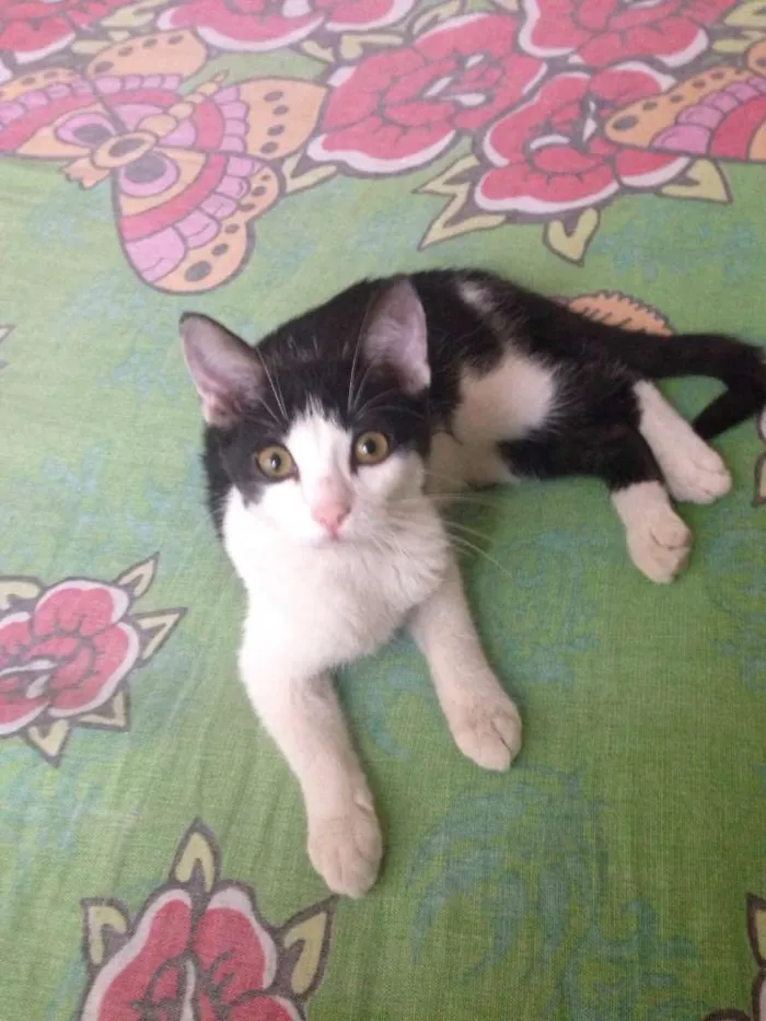 Gato ra a srd idade 2 a 6 meses nome coração
