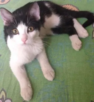 Gato raça srd idade 2 a 6 meses nome coração