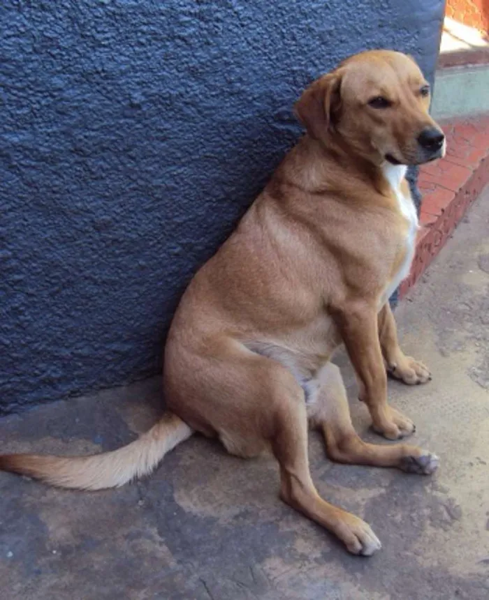 Cachorro ra a SRD idade 3 anos nome Bethoven