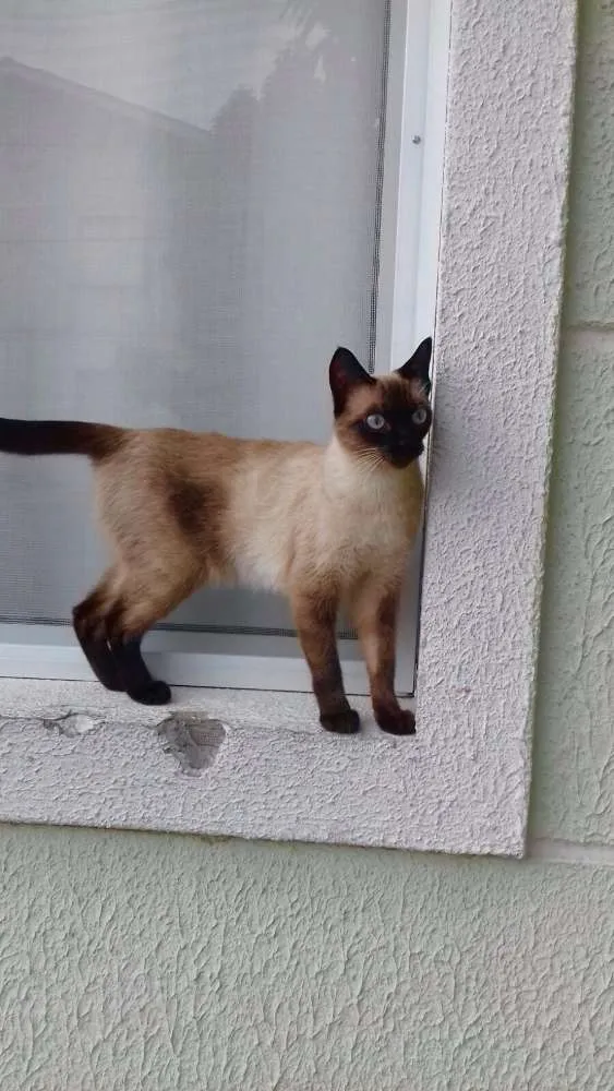 Cachorro ra a SRD idade 7 a 11 meses nome Cat