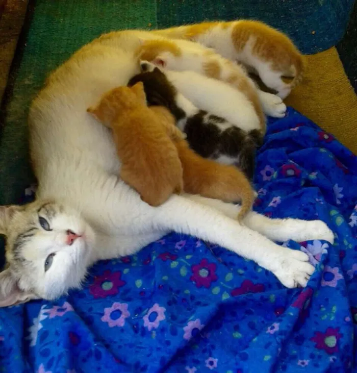 Cachorro ra a SRD idade 7 a 11 meses nome Cat