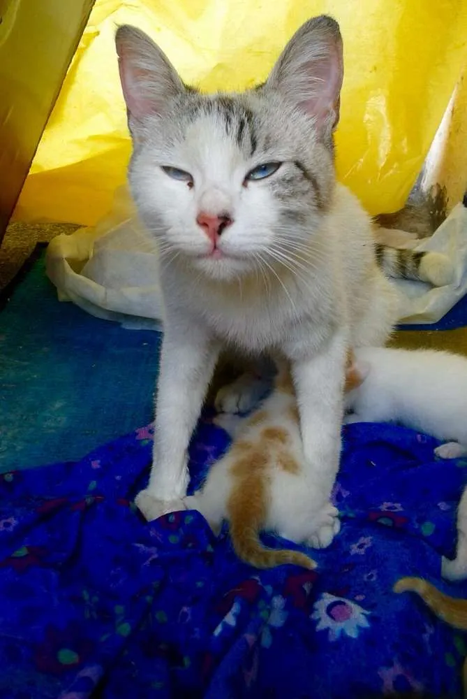 Cachorro ra a SRD idade 7 a 11 meses nome Cat