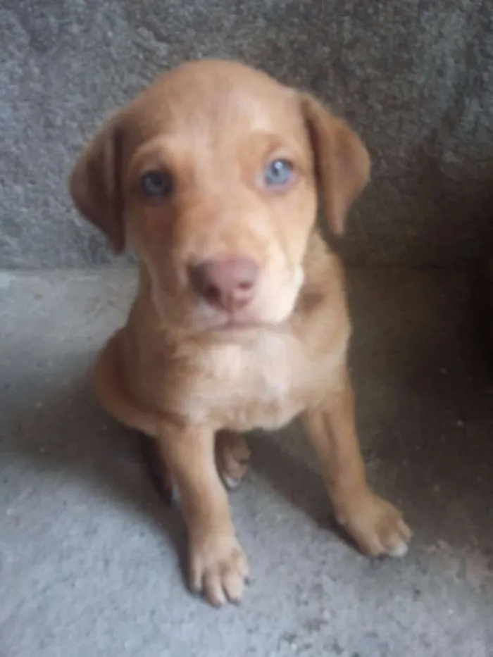 Cachorro ra a SRD idade Abaixo de 2 meses nome Sem nome