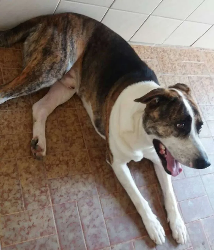 Cachorro ra a SRD idade 2 anos nome Amoroso