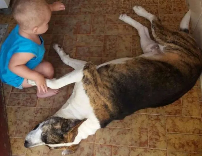 Cachorro ra a SRD idade 2 anos nome Amoroso