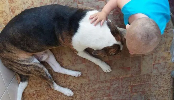 Cachorro ra a SRD idade 2 anos nome Amoroso