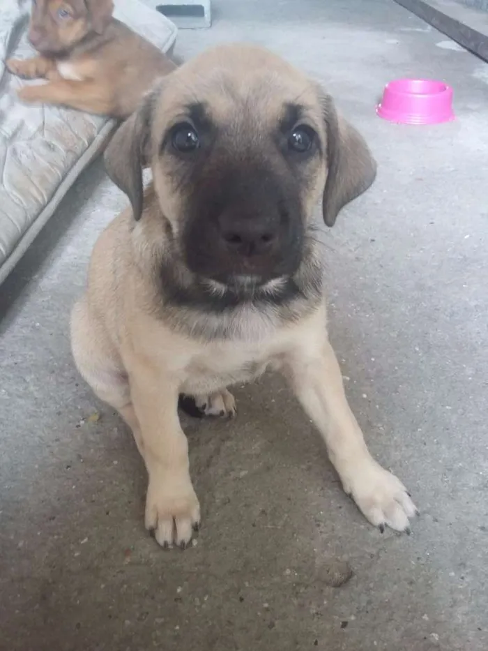 Cachorro ra a SRD idade Abaixo de 2 meses nome Sem nome