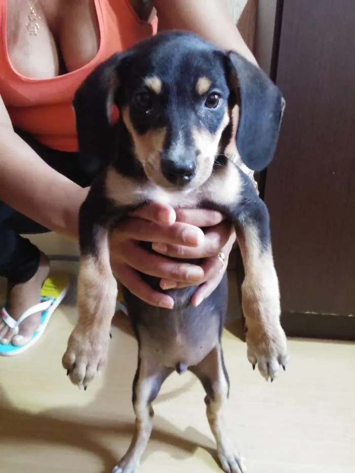 Cachorro ra a dachshund idade 2 a 6 meses nome ANONIMO