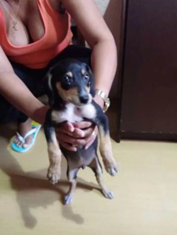 Cachorro ra a dachshund idade 2 a 6 meses nome ANONIMO