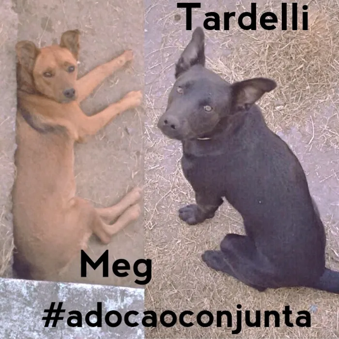 Cachorro raça SRD idade 2 anos nome Maggie / Tardelli