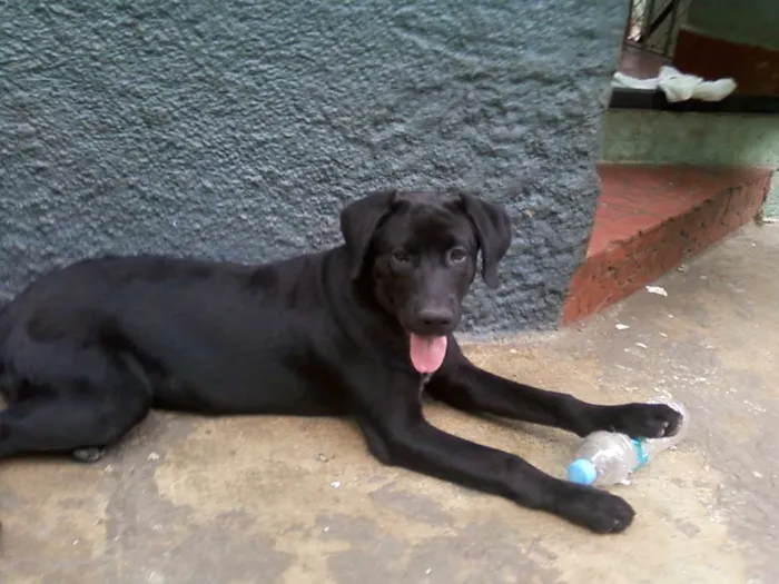 Cachorro ra a SRD idade 7 a 11 meses nome Brisa