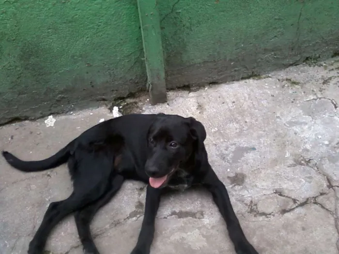 Cachorro ra a SRD idade 7 a 11 meses nome Brisa