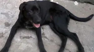 Cachorro raça SRD idade 7 a 11 meses nome Brisa