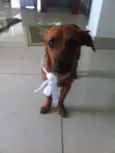 Sem