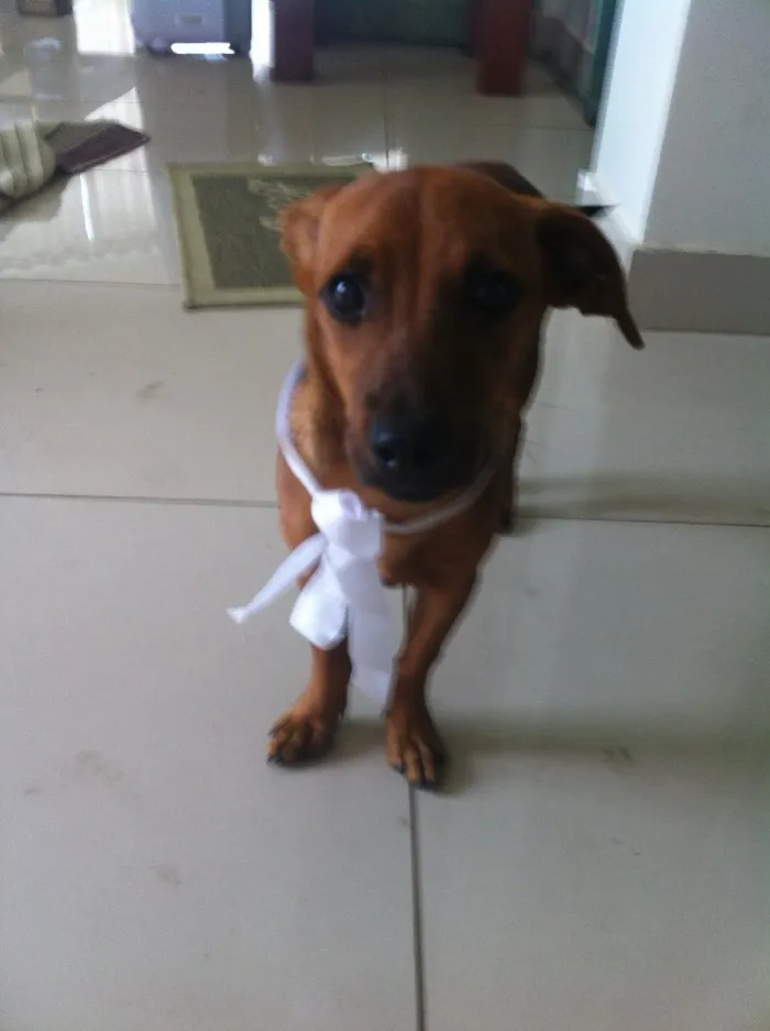 Cachorro raça Sem raça definida idade 7 a 11 meses nome Sem