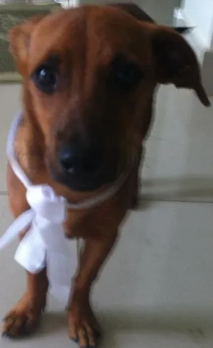Cachorro raça Sem raça definida idade 7 a 11 meses nome Sem