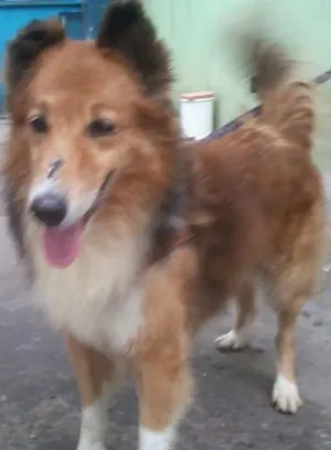 Cachorro raça collie idade 3 anos nome Thor