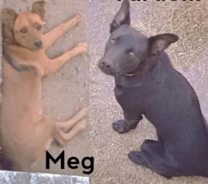 Cachorro raça SRD idade 2 anos nome Maggie / Tardelli