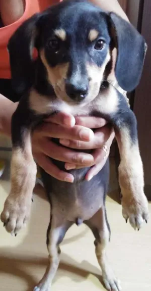 Cachorro raça dachshund idade 2 a 6 meses nome ANONIMO