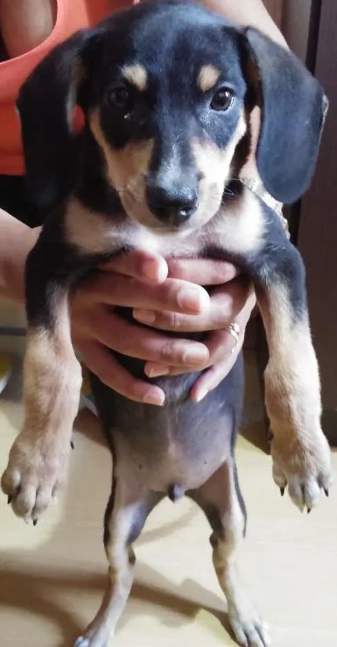 Cachorro ra a dachshund idade 2 a 6 meses nome ANONIMO