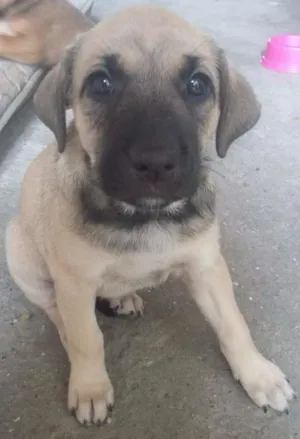 Cachorro raça SRD idade Abaixo de 2 meses nome Sem nome